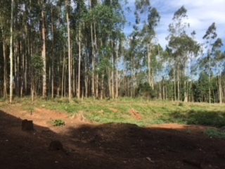 Fazenda à venda com 1 quarto, 60000m² - Foto 8